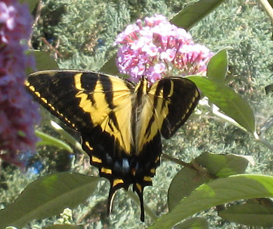 Papilio rutulus female (aberrant form fletcheri, live, Cindy Calisher, Fullerton Arboretum 7-1-2008) 1 (Internet Image property of respective owner, non-commercial use only)